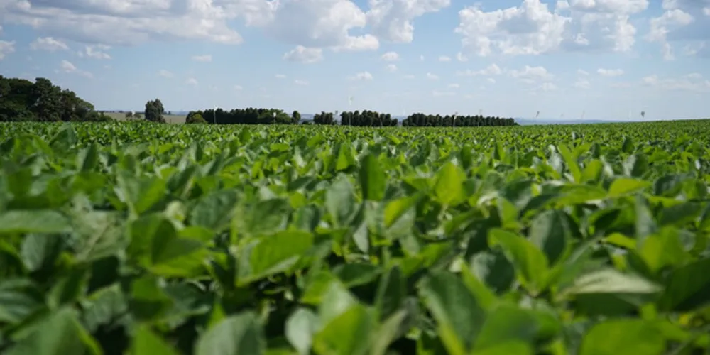 A média deve alcançar 69 sacas por hectare, número próximo das três últimas safras.