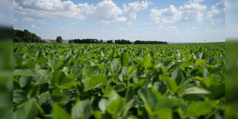 A média deve alcançar 69 sacas por hectare, número próximo das três últimas safras.