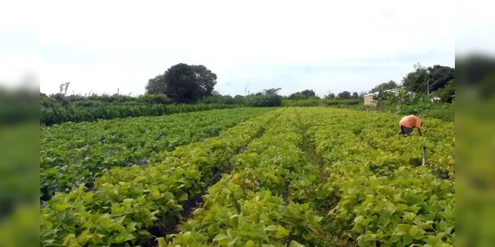 São João do Triunfo abre inscrições para o programa Terra Boa