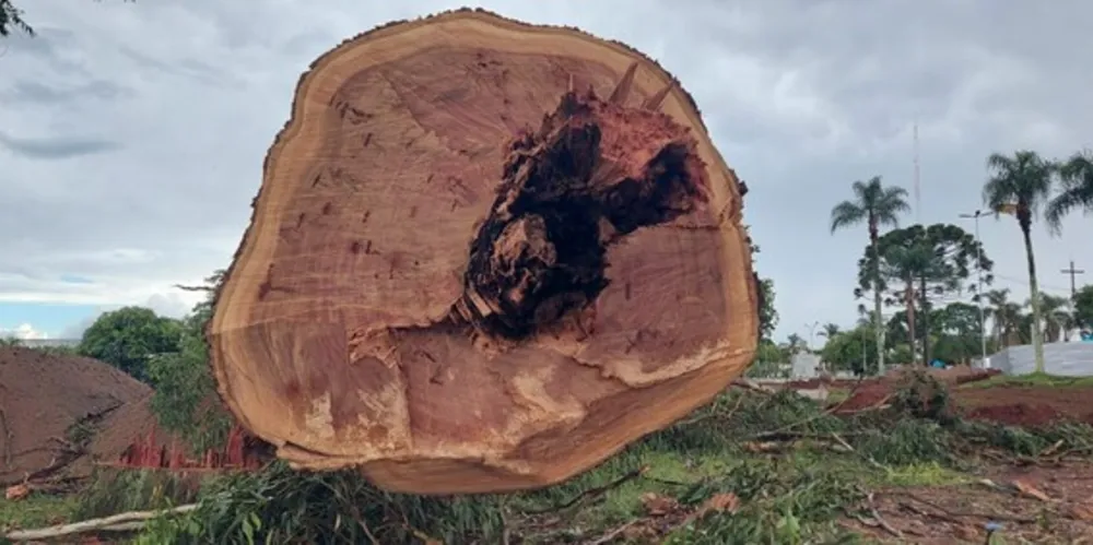 Durante a retirada foram constatados que as unidades apresentavam a saúde comprometida, com troncos ocos, sob ataque de cupins e apresentando elevado risco à comunidade