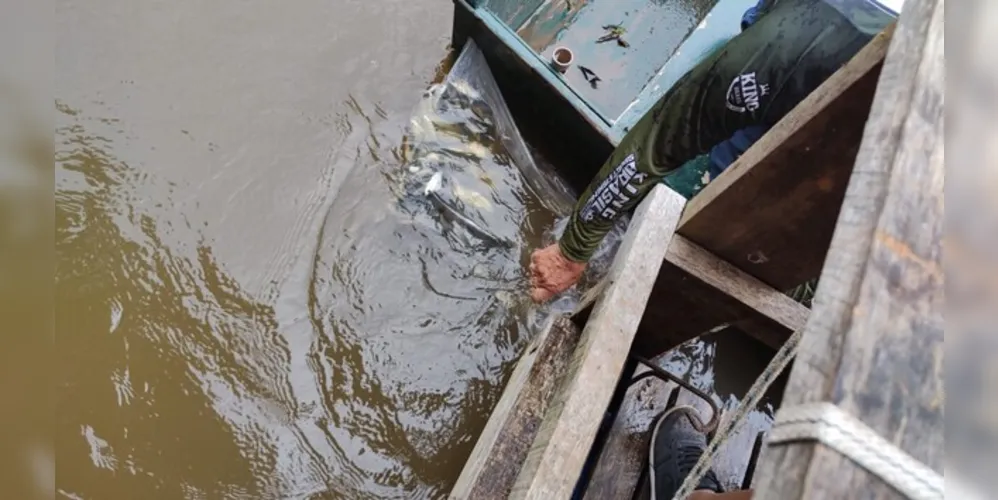 Secretaria de Agricultura de Tibagi soltou aproximadamente 8 mil peixes no rio