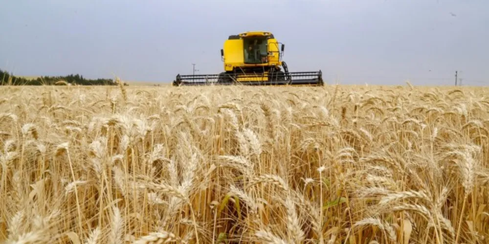 Tibagi manteve-se como a maior produtora de trigo do Brasil em 2022, revelou a pesquisa do IBGE