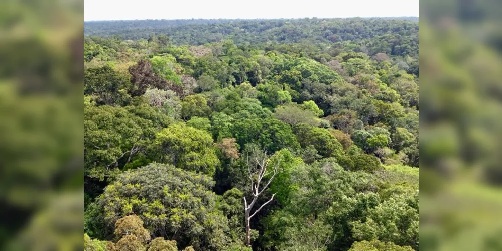 Tremor aconteceu na região da Floresta Amazônica