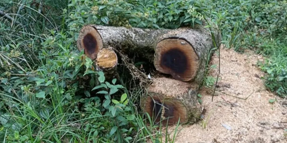 Foram cortados 819 pinheiros de Araucárias