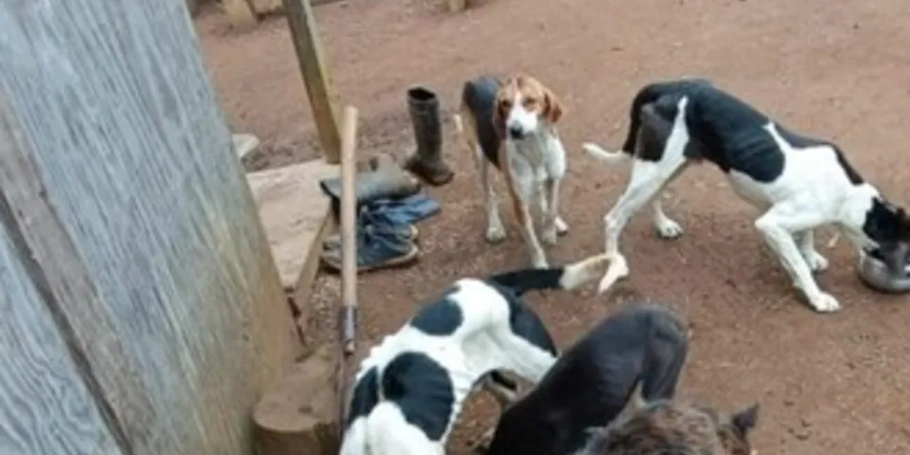 Foram encontrados seis cachorros amarrados