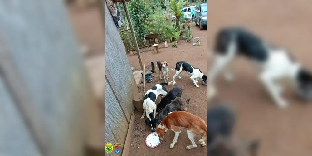 Foram encontrados seis cachorros amarrados