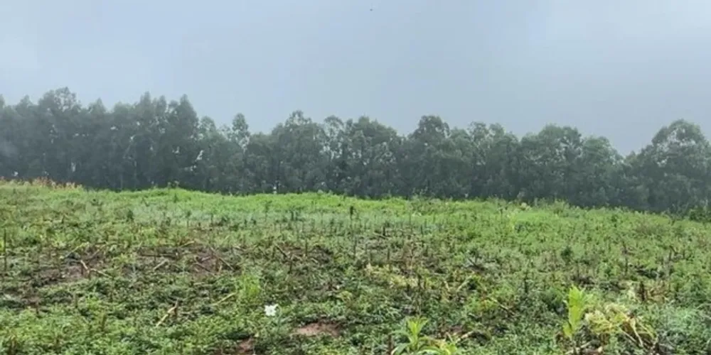 Espécies ameaçadas de extinção foram devastadas pelo proprietário