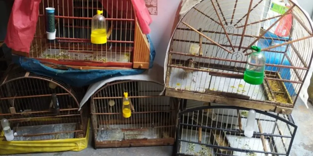 Os pássaros foram soltos em seu habitat natural