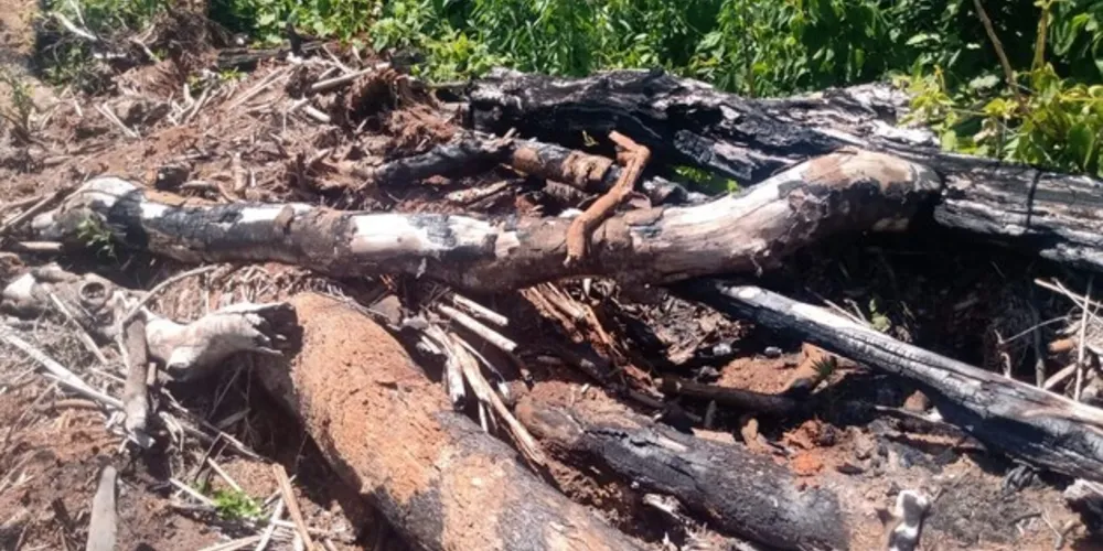 Árvores foram retiradas e queimadas