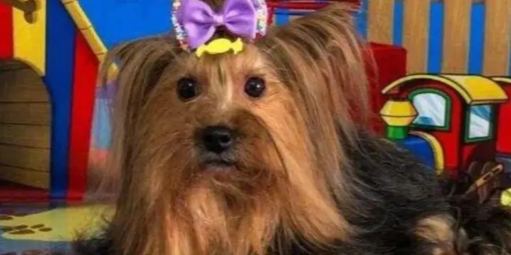 A família está oferecendo uma recompensa de R$ 100 para quem encontrar a 'cachorrinha'