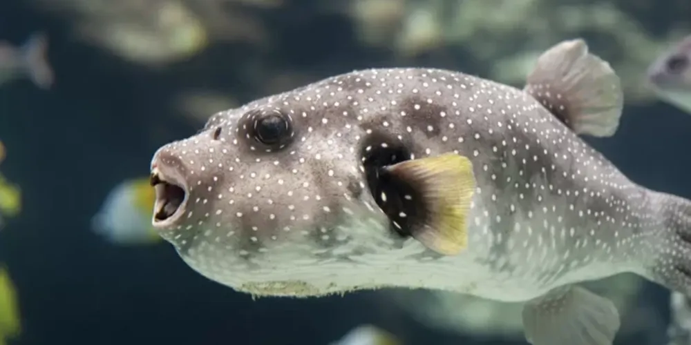 Os médicos afirmam que o homem morreu por envenenamento