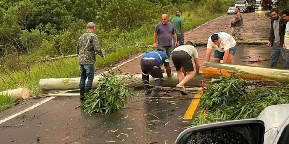 Prefeito de Tibagi sai do carro e ajuda a remover eucalipto na estrada