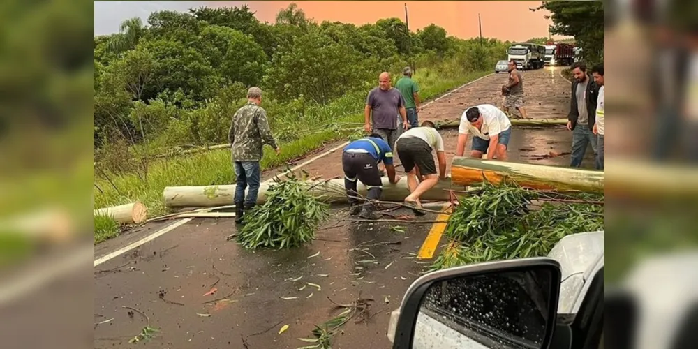 Prefeito de Tibagi sai do carro e ajuda a remover eucalipto na estrada