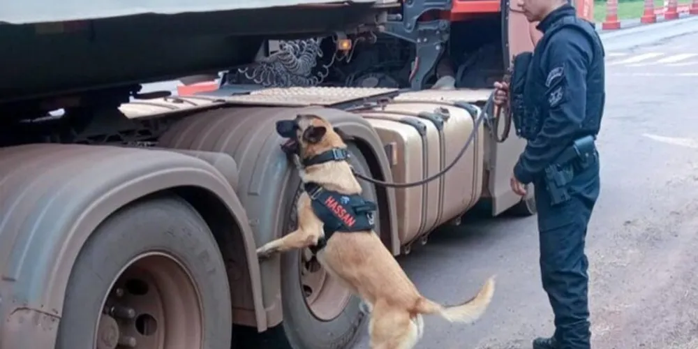 Cães policiais garantem precisão em operações da Polícia Penal do Paraná.