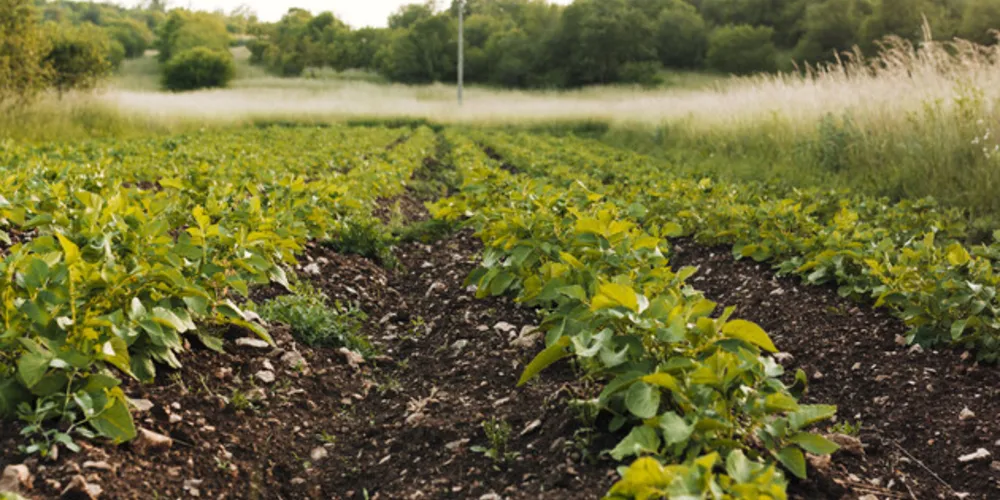 O Paraná é o maior produtor nacional de feijão, com 25% da produção nacional, totalizando quase 800 mil toneladas em cerca de 460 mil hectares.