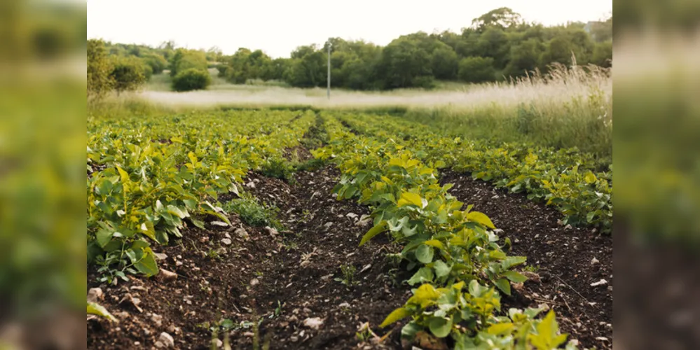 O Paraná é o maior produtor nacional de feijão, com 25% da produção nacional, totalizando quase 800 mil toneladas em cerca de 460 mil hectares.