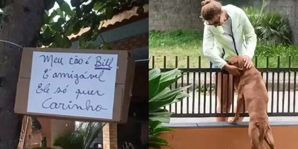 A família conheceu o cão quando estavam em casa e ele apareceu ferido