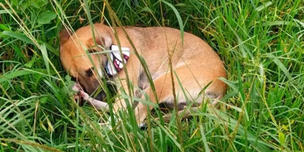 Cão ficou deitado, próximo ao corpo do tutor morto