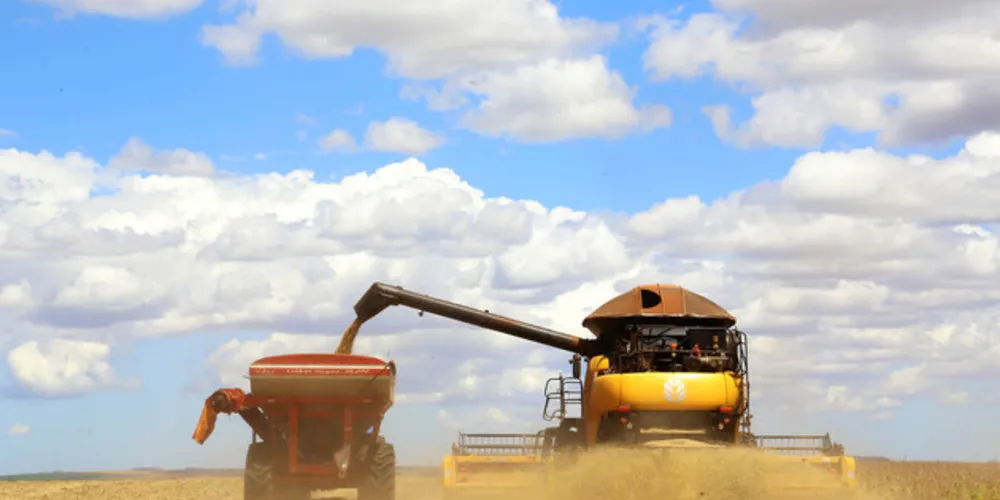 Embora a área plantada tenha caído em relação à safra anterior, produção foi maior pelo alto rendimento