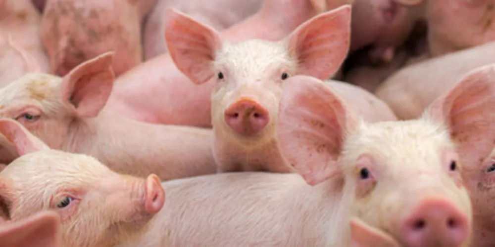 Crise que assola a cadeia de suínos desde 2021.