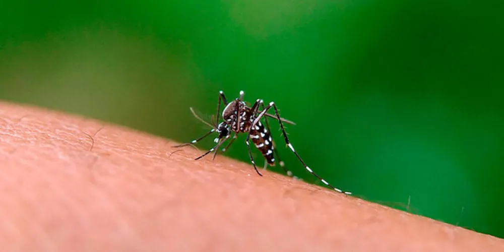 A transmissão da dengue acontece durante a picada da fêmea do mosquito Aedes aegypti infectado com o vírus