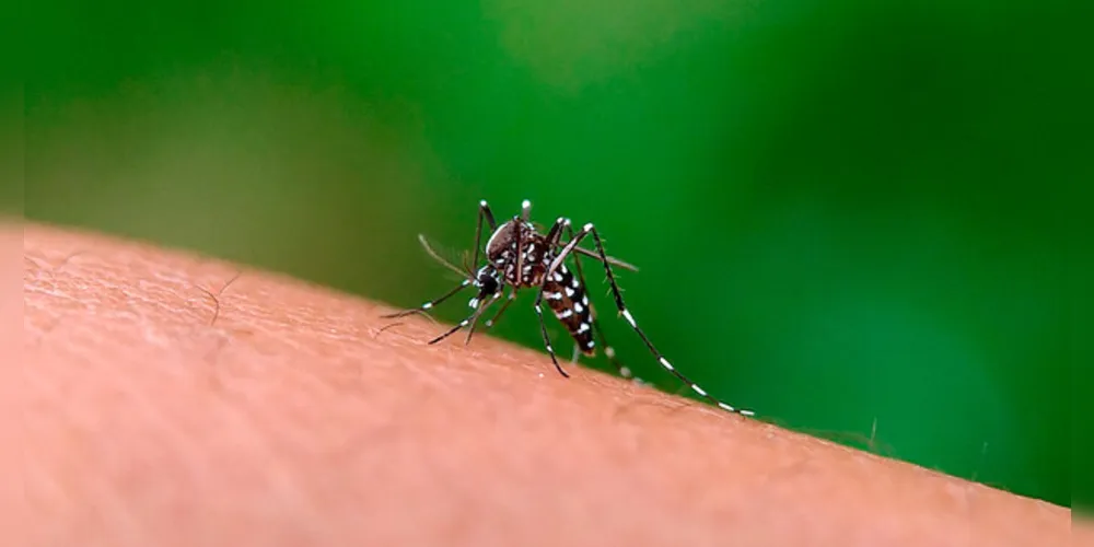 A transmissão da dengue acontece durante a picada da fêmea do mosquito Aedes aegypti infectado com o vírus