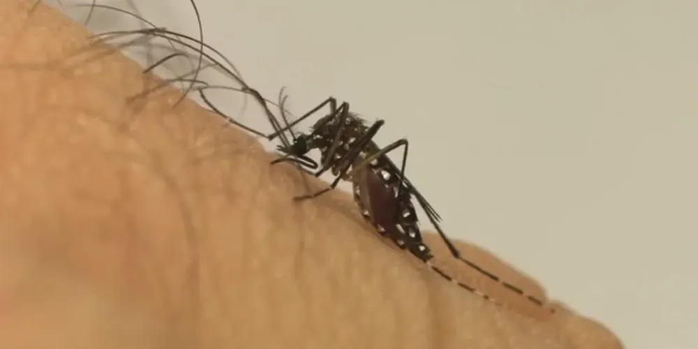São Mateus do Sul promove a Campanha "Samas sem Dengue"