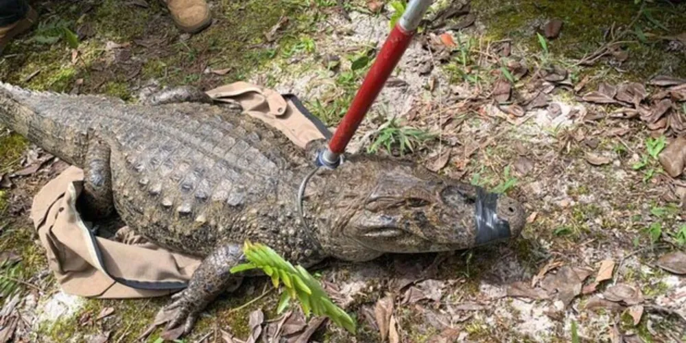 IAT padroniza ações para resgate da fauna silvestre nas cidades e suas proximidades