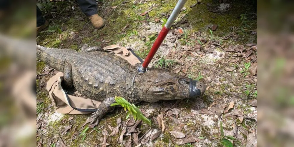 IAT padroniza ações para resgate da fauna silvestre nas cidades e suas proximidades