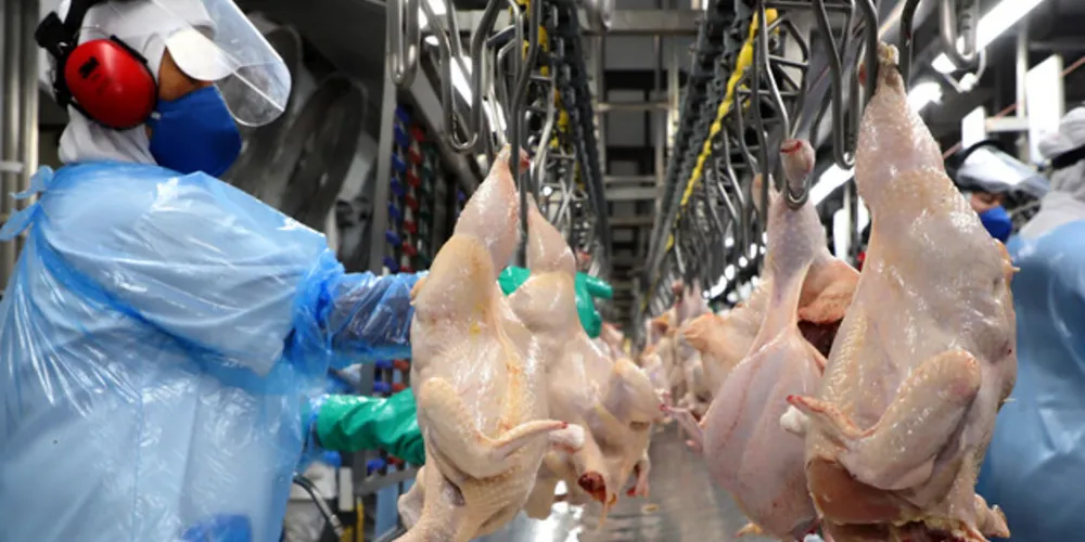 Paraná alcançou a maior produção semestral de frangos e suínos da história em 2023