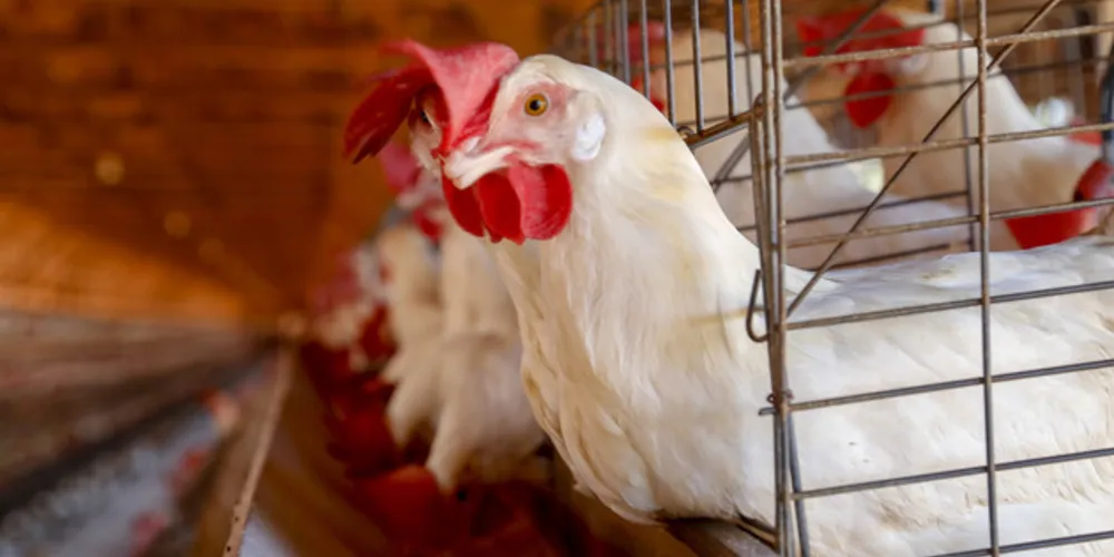 O documento foi assinado pelo secretário da Agricultura e do Abastecimento do Paraná