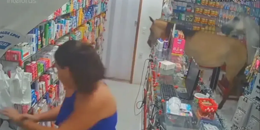 Animais causaram prejuízos para a empresária.