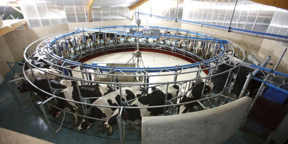 Produtividade média de leite por animal nos municípios de Castro 
e Carambeí supera em mais de quatro vezes a média nacional