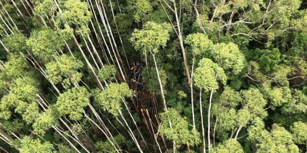Helicóptero caiu em meio a grande árvores