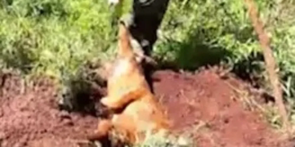 O caso foi descoberto após a corporação receber denúncias