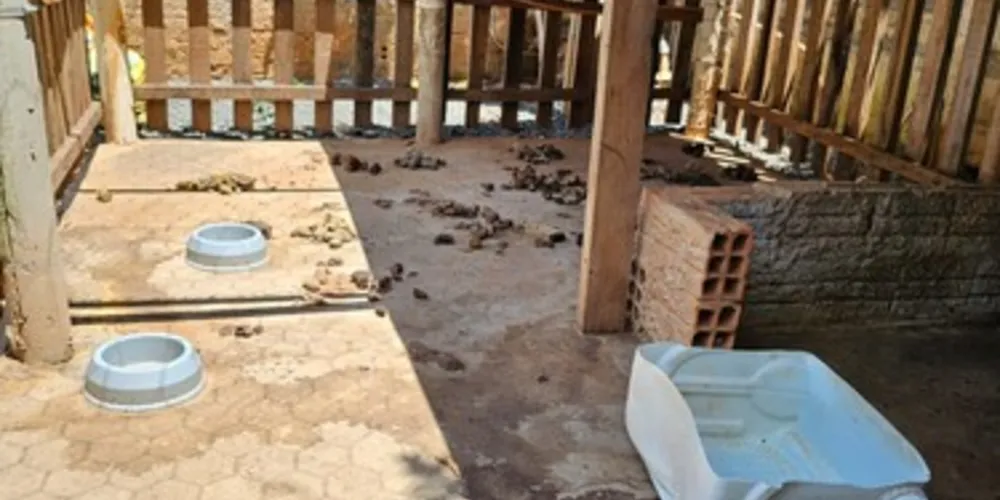 Os animais estavam em situação precária