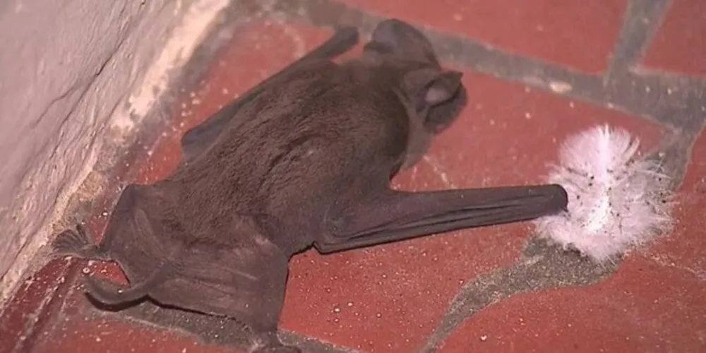 Caso um morcego seja encontrado dentro de residência ou estabelecimento comercial, o munícipe deve acionar a Central de Zoonoses