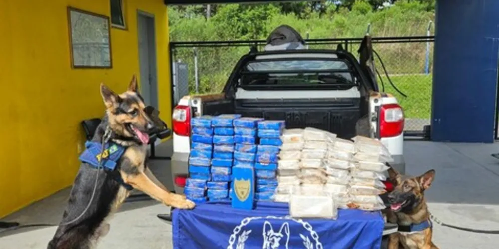 Cães Cronos e Camaro apontaram a presença de drogas no veículo