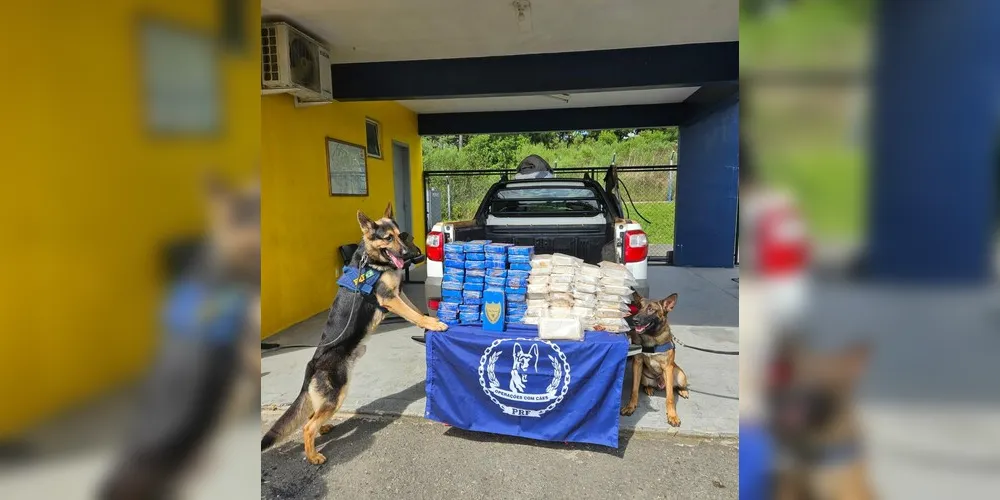 Cães Cronos e Camaro apontaram a presença de drogas no veículo