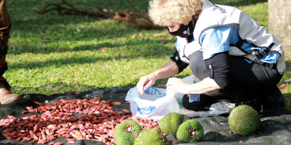 O projeto destaca, ainda, a emblemática Festa do Pinhão, que chega a 15ª edição em 2024