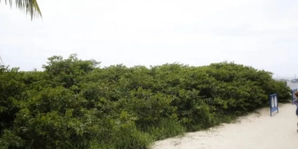 Restinga é a mata presente na região do litoral