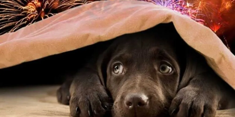 Eles têm a audição mais sensível que a dos humanos, tornando o barulho alto e imprevisível uma experiência assustadora