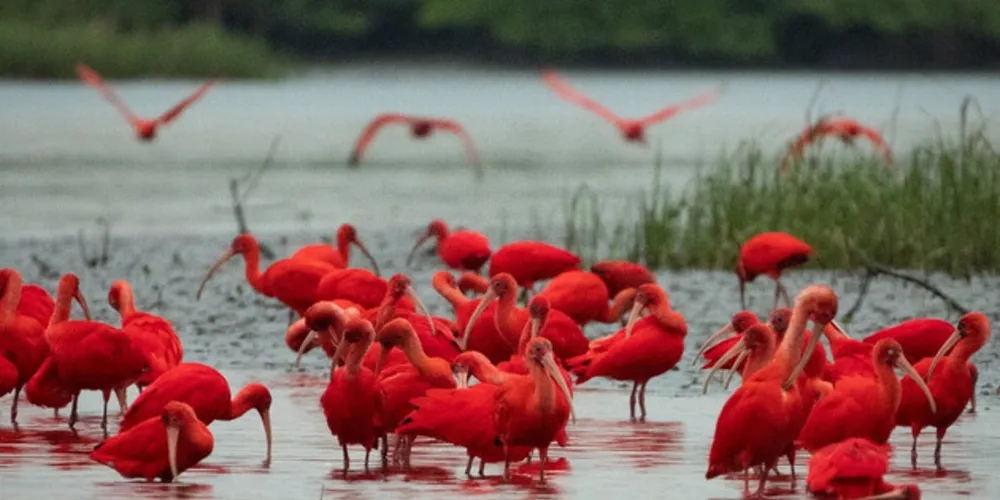 Aves começaram a retornar a região em 2008.