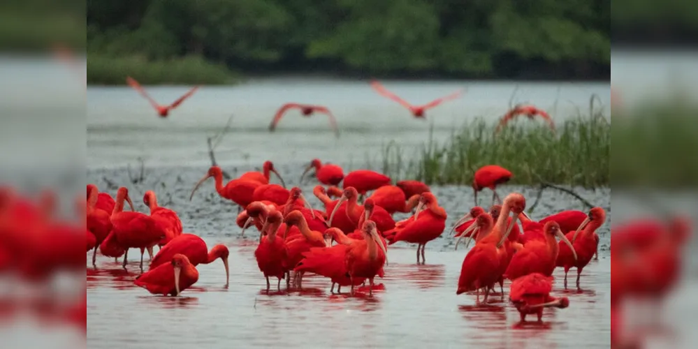 Aves começaram a retornar a região em 2008.