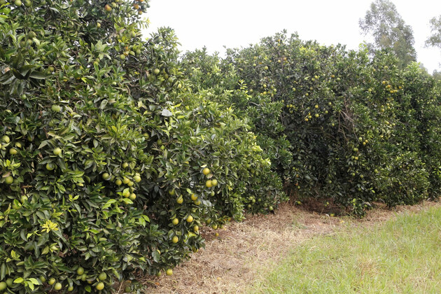 Desde a detecção de aumento anormal da doença, o Estado juntou forças para ações de prevenção e controle do greening