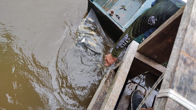 Secretaria de Agricultura de Tibagi soltou aproximadamente 8 mil peixes no rio