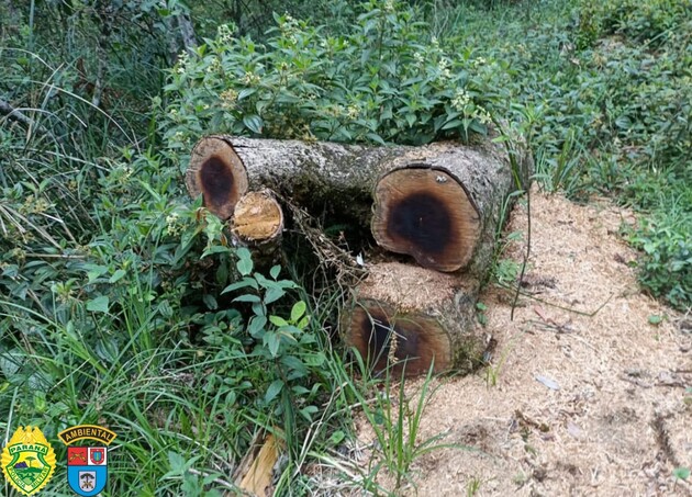 Foram cortados 819 pinheiros de Araucárias