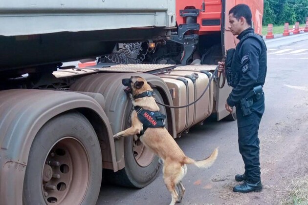 Cães policiais garantem precisão em operações da Polícia Penal do Paraná.