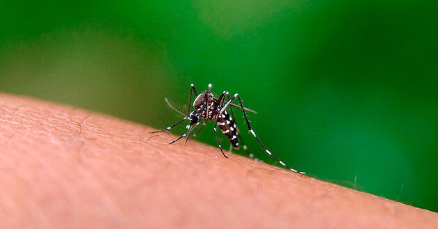 A transmissão da dengue acontece durante a picada da fêmea do mosquito Aedes aegypti infectado com o vírus