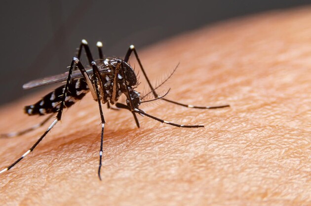 O Informe Semanal da Dengue registra 8.441 novos casos e mais sete óbitos pela doença no Paraná